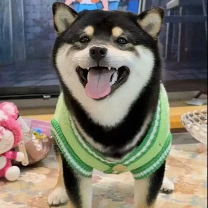 [柯柴之家]家柴犬幼犬健康活体狗狗链接