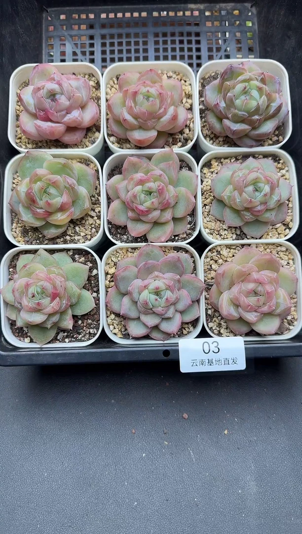 跟**奏节奏多肉多肉03