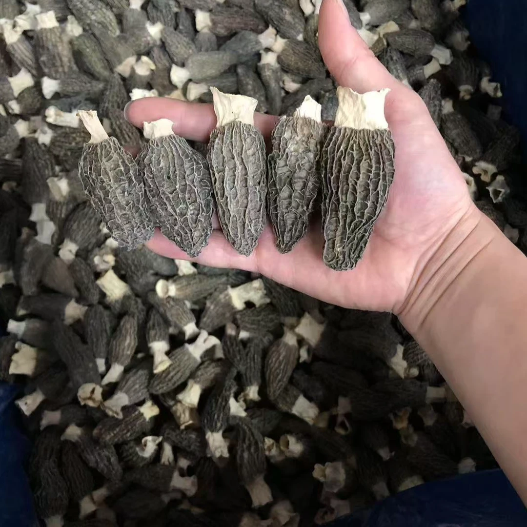 2025精选新货头茬羊肚菌5-8