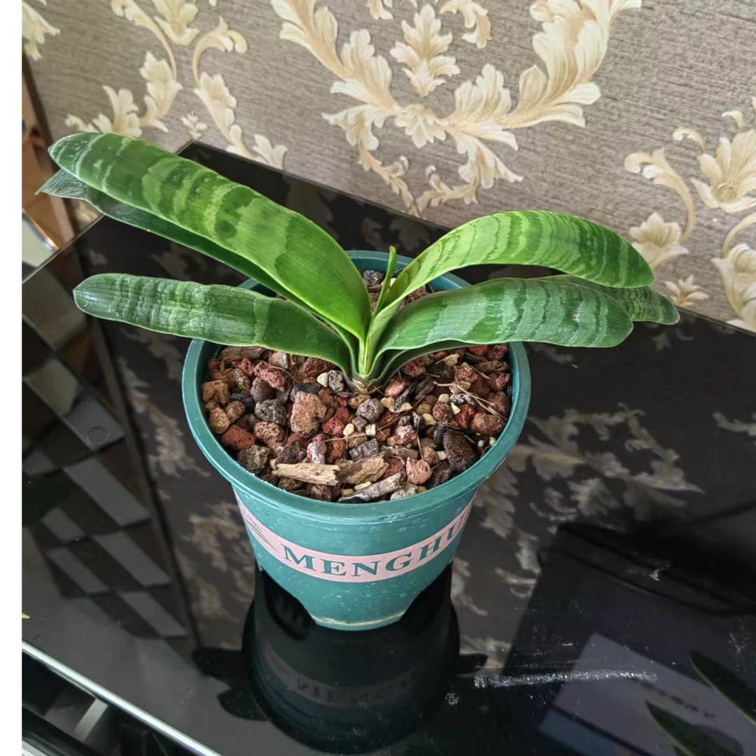 2号链接 君子兰异花 所拍所得 各种花色包邮