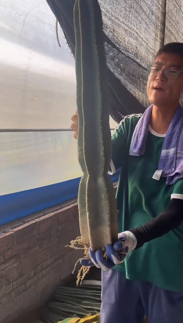 有根量天尺高度50cm 18