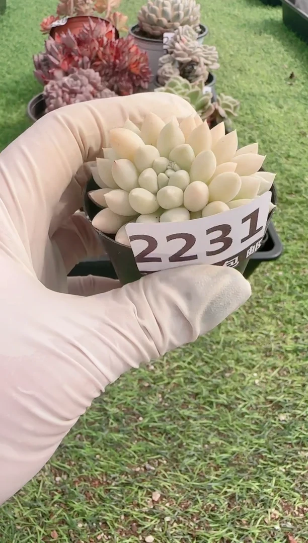 【闪购商品】信服多肉一物一拍