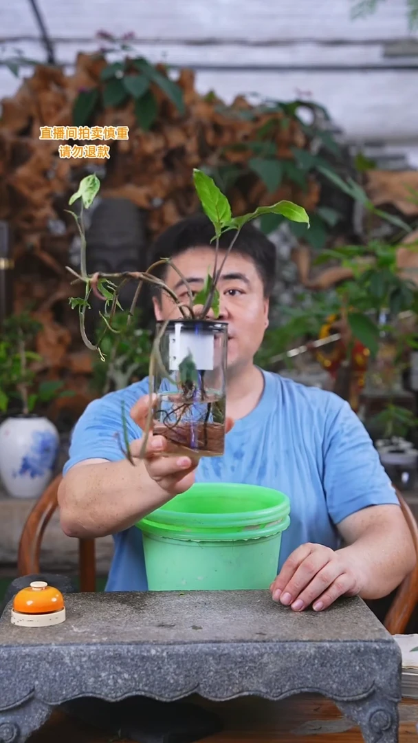 当前无花栽培后可以开花4巴布迪+