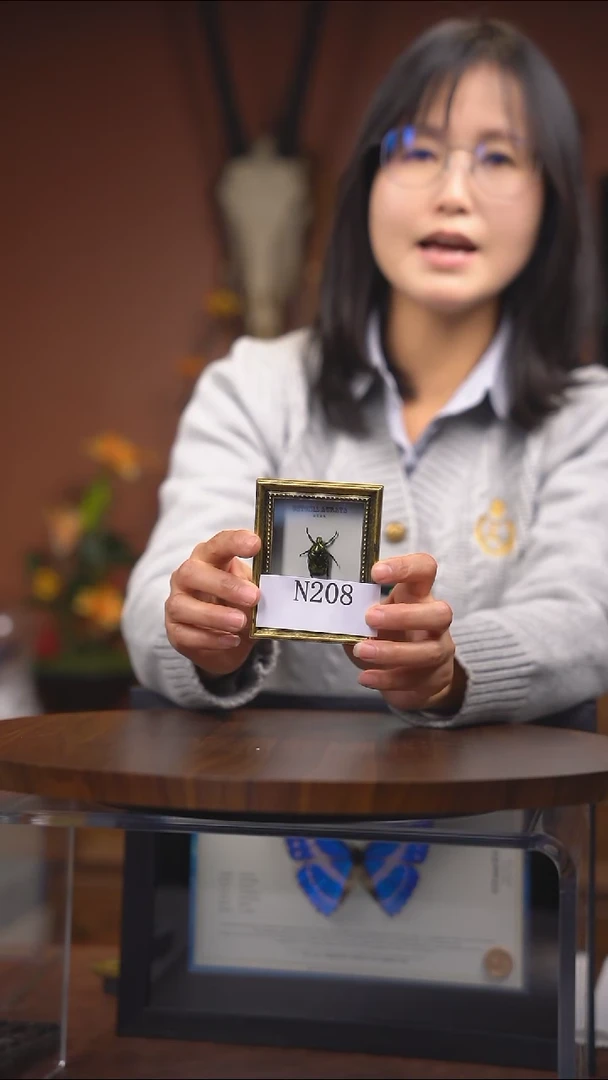 N208    金花金鬼