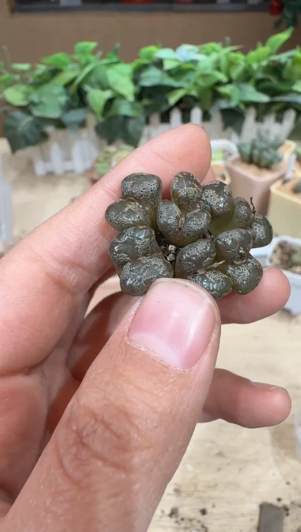 29-346多肉植物肉锥