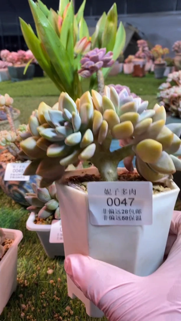 【闪购商品】0047a