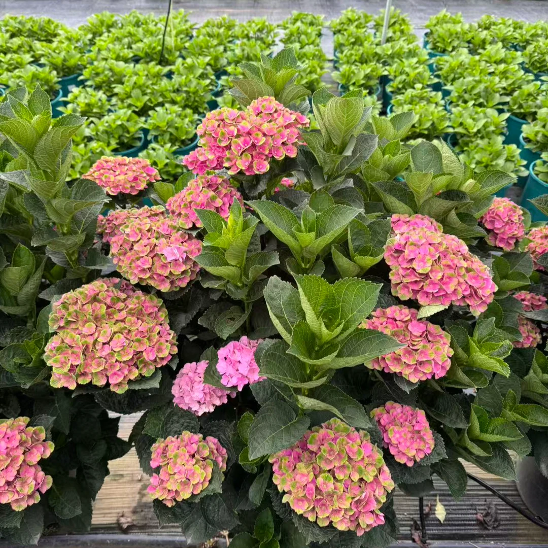 夏洛特绣球花 7加仑 粉/粉紫色 花色可能后期变化 开花发货