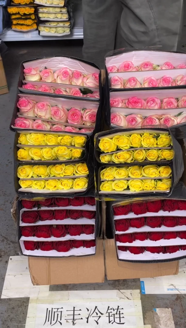 高原红20枝+浪漫沙滩20枝+ 艾沙20枝