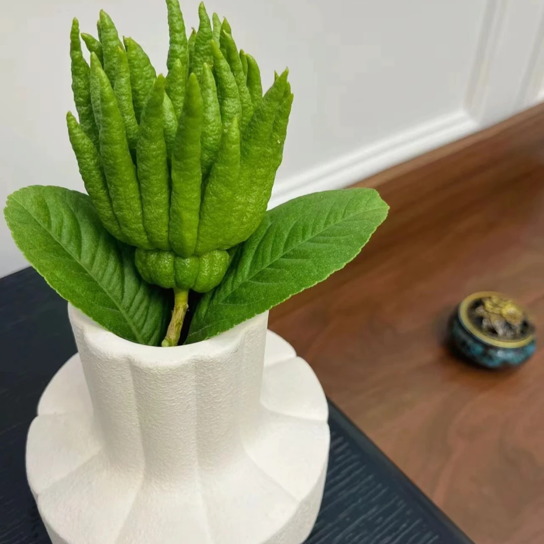 【云南高山佛手】福寿云南佛手水培插花清供观赏手玩天然香薰 新鲜