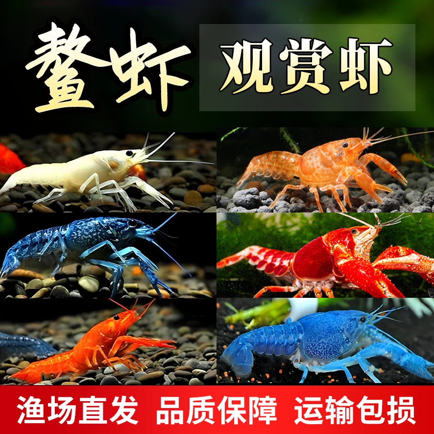 ‌天空蓝魔鳌虾繁殖组‌ 观赏虾缸造景观赏鳌虾 懒人养虾免换水鳌虾