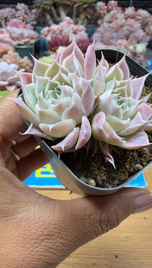 东云多肉园二店-63