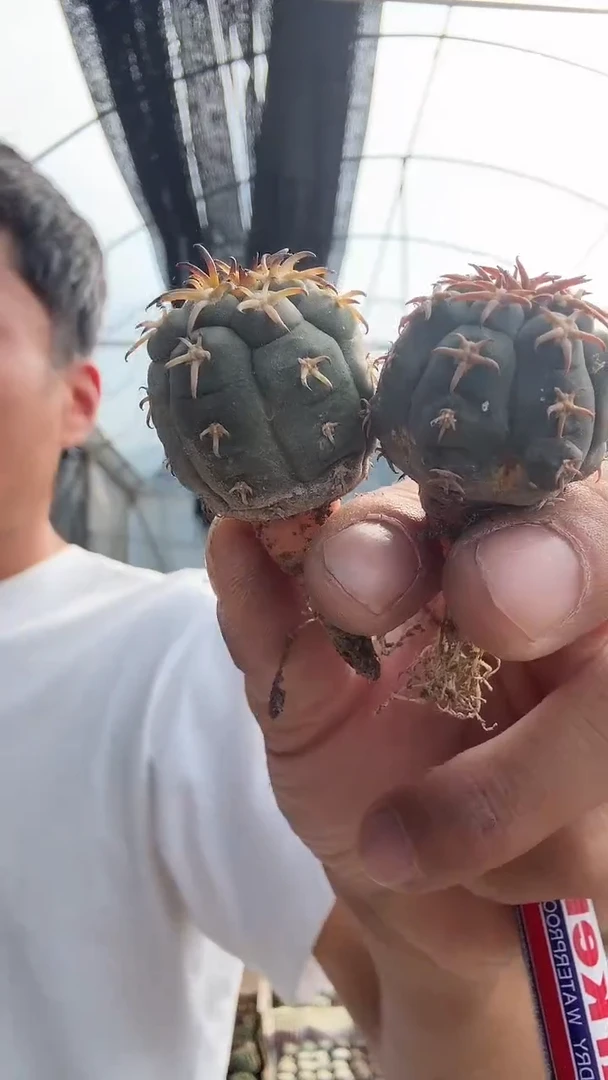 3-1    两颗其中一颗     9.99