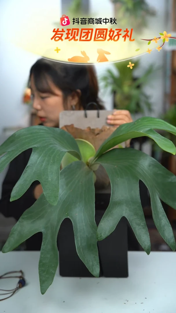 不开花植物A848-满月鹿角蕨（叶片微瑕）