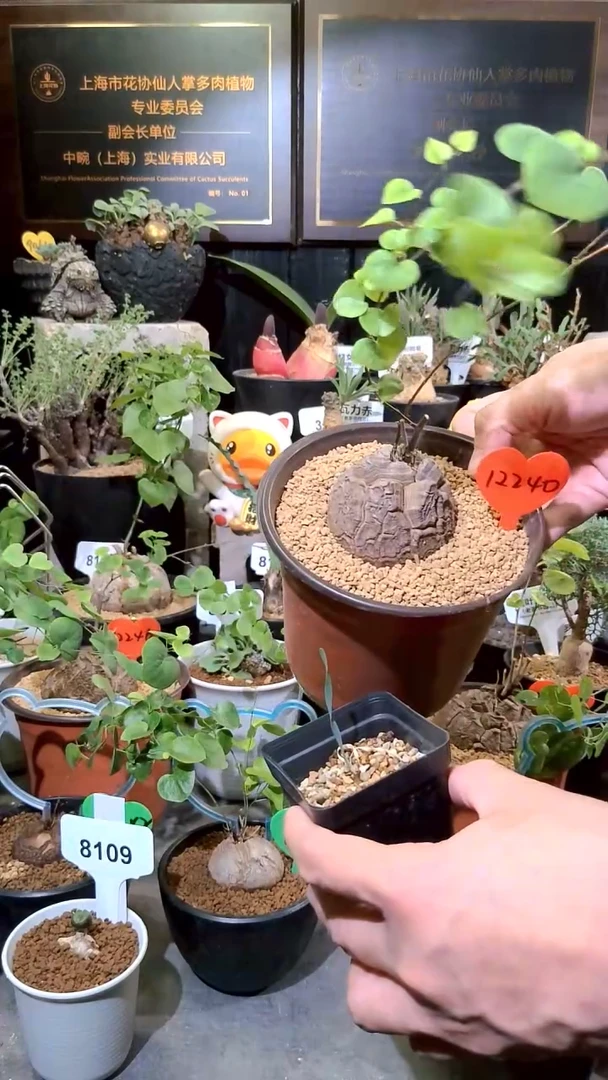 12240号1224圣诞福利植物南非龟甲龙单颗加巨凤宝宝一个