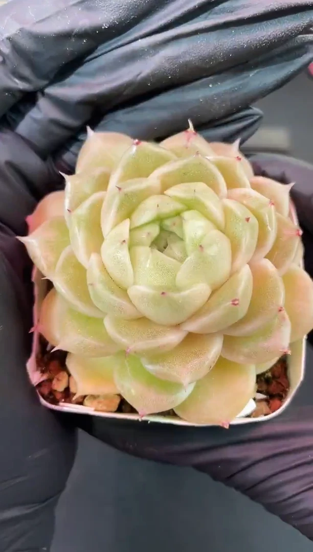 闪购1403 珠光优 多肉一颗