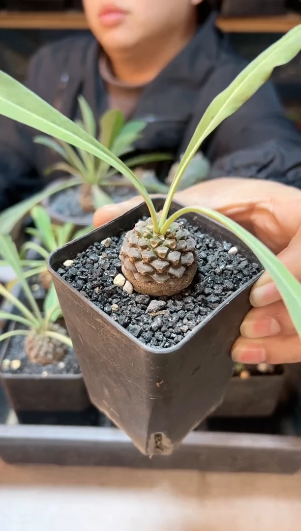 【闪购商品】实生铁甲丸带盆3公分