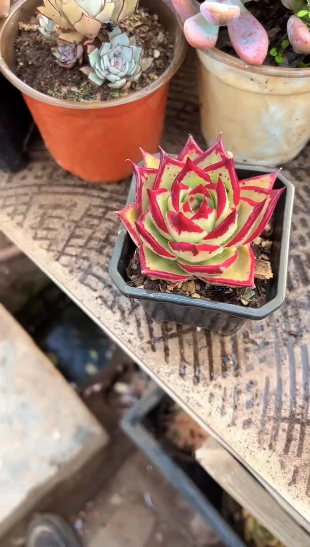 要****呀多肉植物一物一拍18301