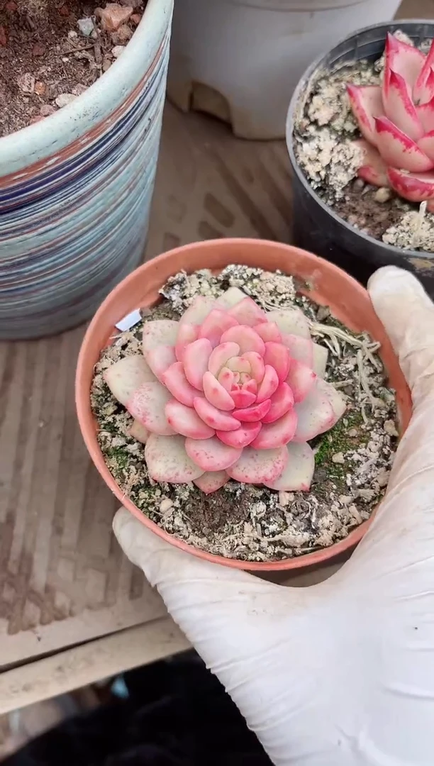 【闪购商品】04390