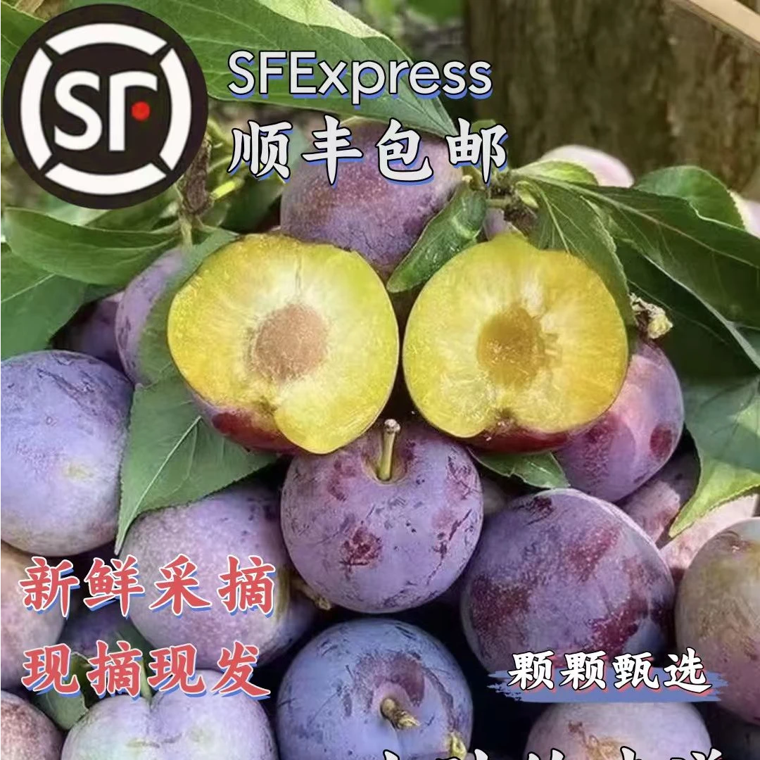 【顺丰包邮】四川汶川高山小脆红脱骨李子现摘现发脆甜多汁应季水果