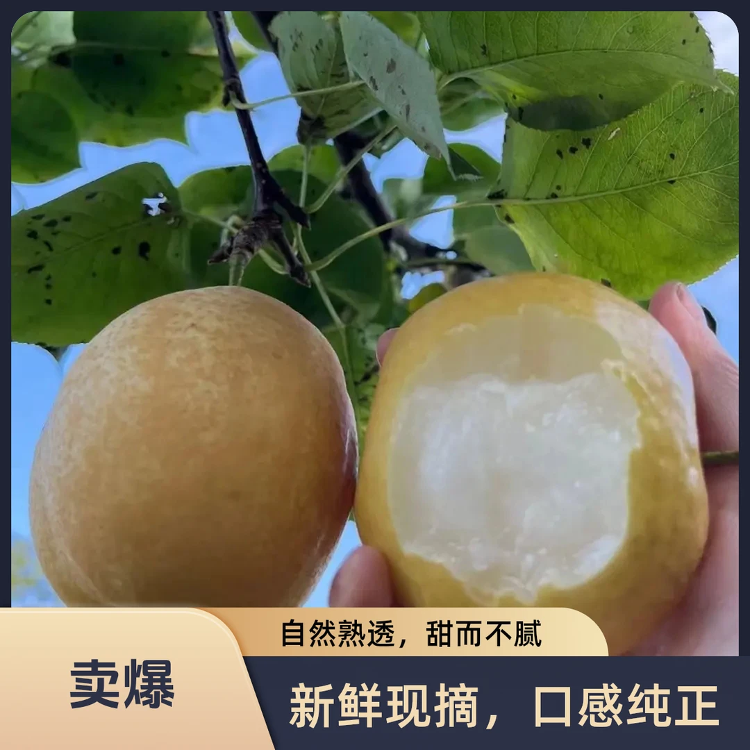 湖南辰溪黄金梨子现摘现发脆甜多汁多地产地新鲜应季水果
