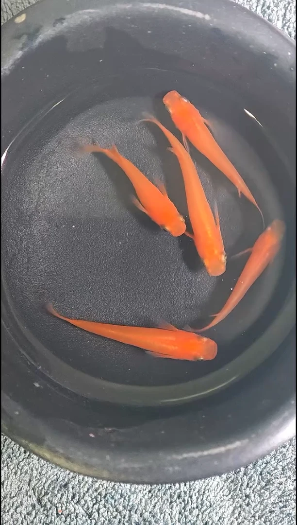 青鳉鱼观背青鳉01