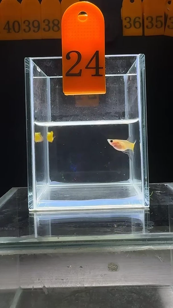 孔雀鱼黄金玻璃猫短C编号24