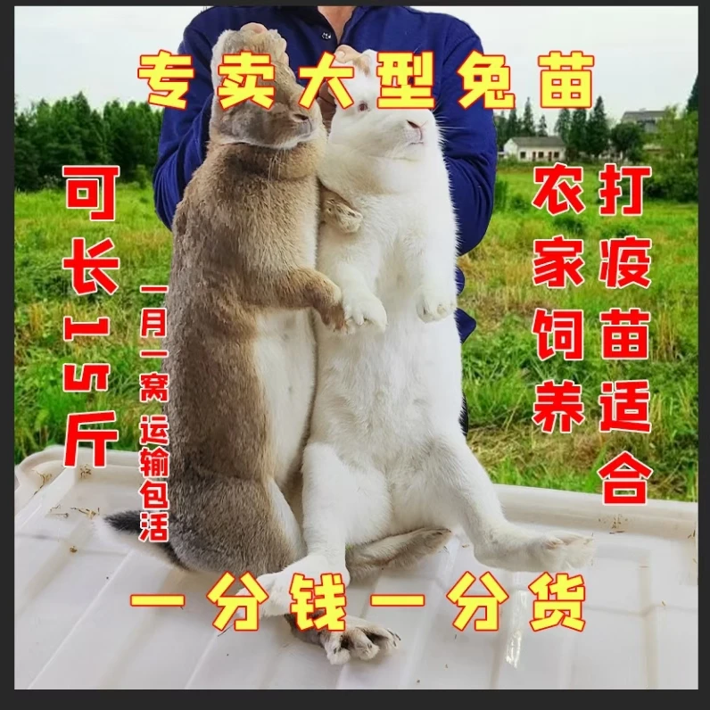 兔子活体【健康好养】可食用/新西兰大白兔比利时麻兔种兔苗可繁殖.