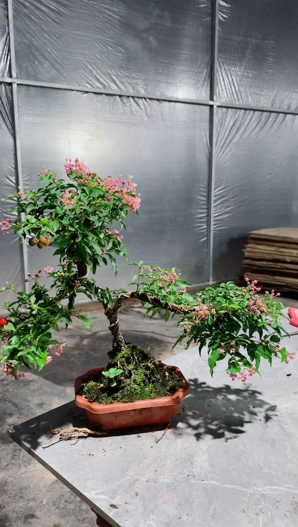 大部分花苞少量开放造型李氏樱桃