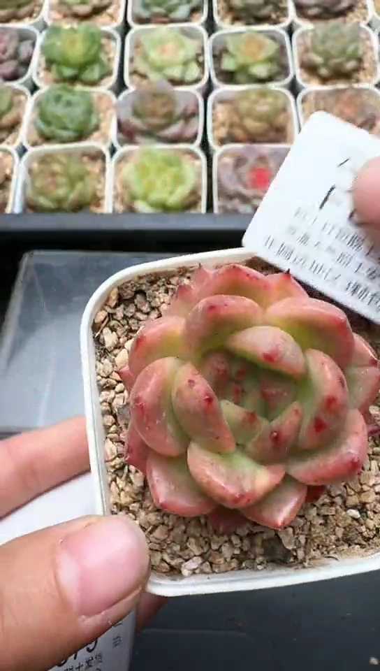 878F云禹多肉植物 默认脱土纸巾打包 3颗包邮