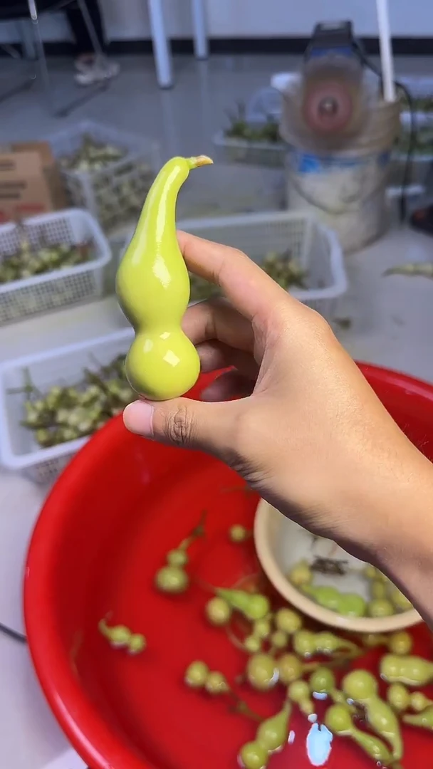 海*文玩葫芦摆件手把件本捻