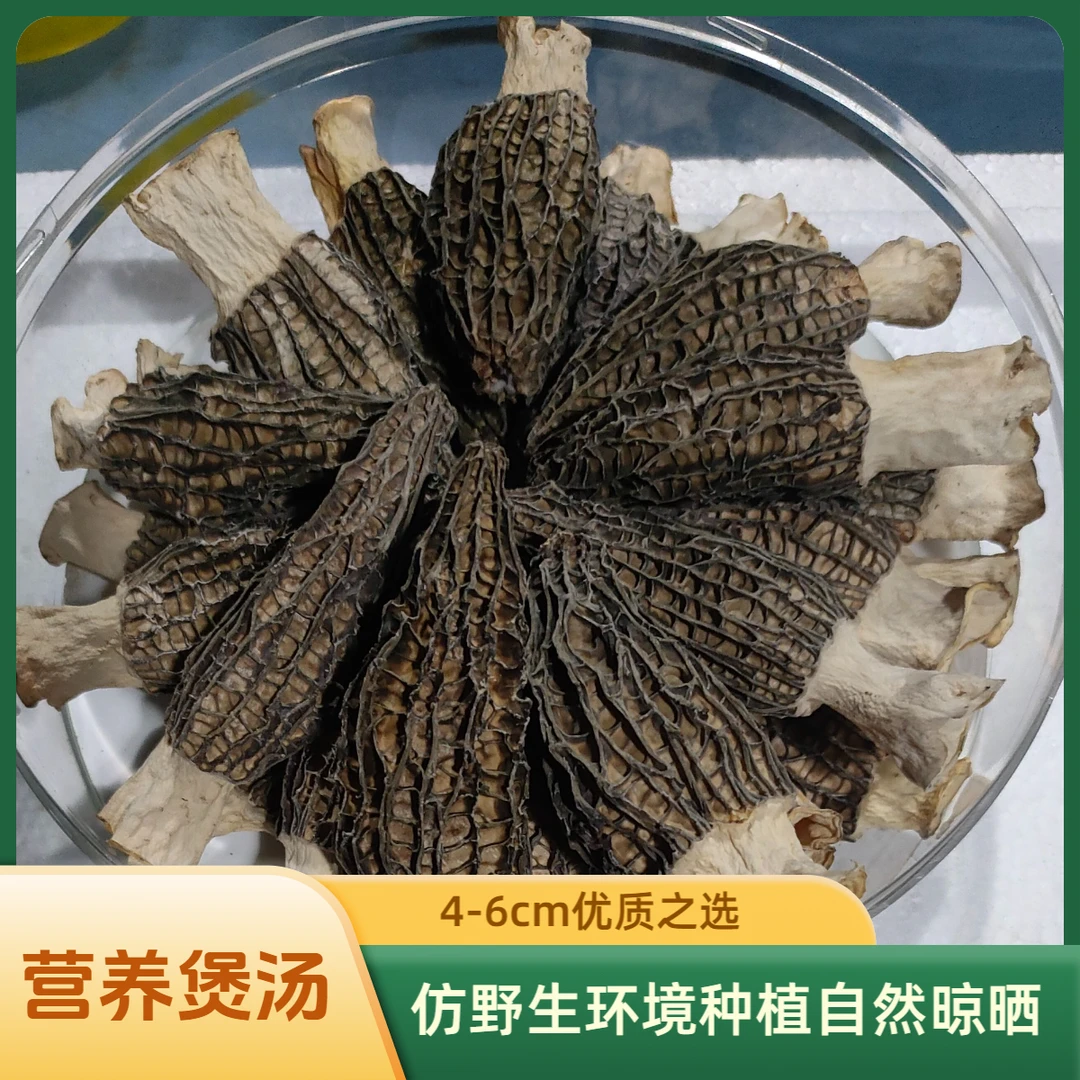 羊肚菌干货25年新货营养煲汤专用食用菌菌类营养库