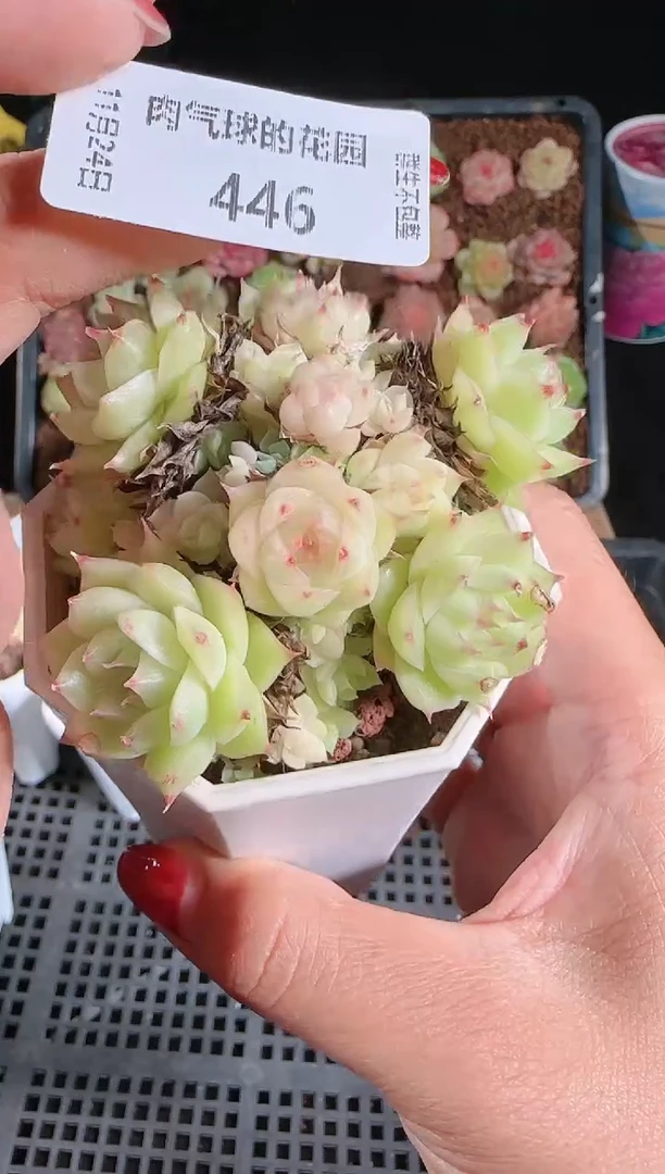 1124-446群生不包整