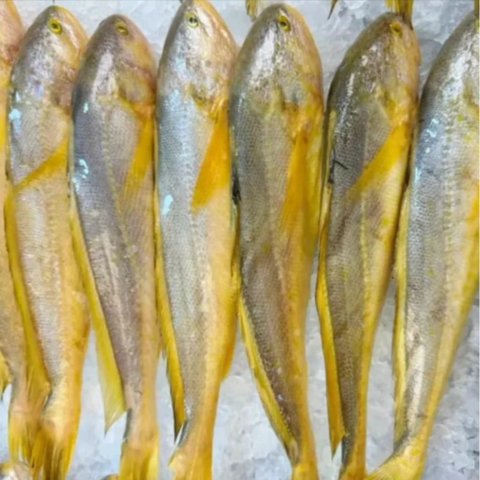 新鲜海捕黄鱼10条约4.8斤 深海天然 肉质鲜美