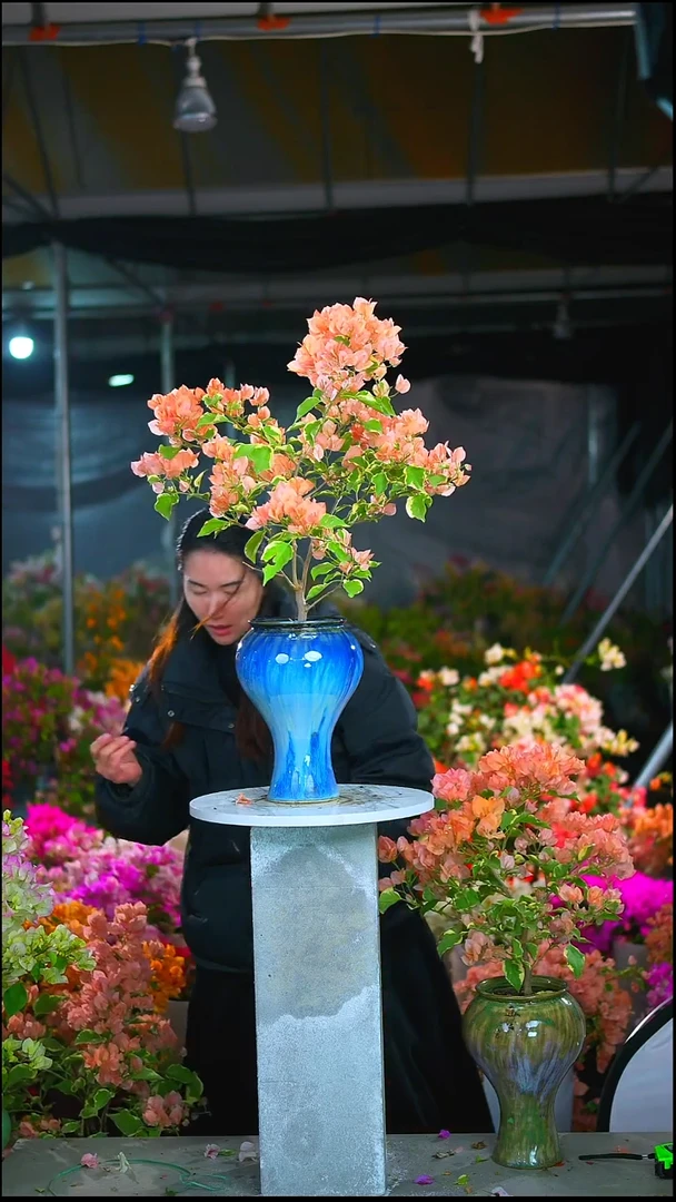 大部分开放少量花苞金边马斯