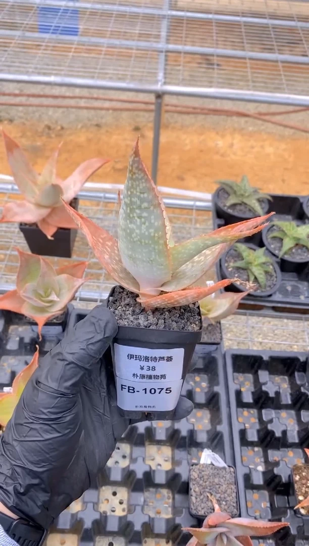 【闪购商品】伊玛洛特脱土FB-1075