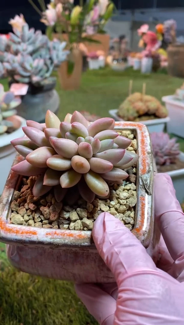 【闪购商品】0326a