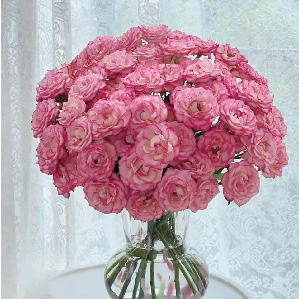 【独鬏鬏优选】[绯色罗伊] 稀有小众 多头玫瑰瓶插装饰鲜活采摘配送