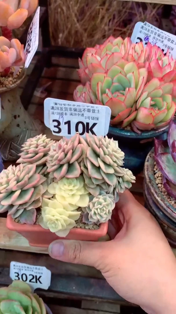 310K（一物一拍实付满28发货，默认不带盆土）