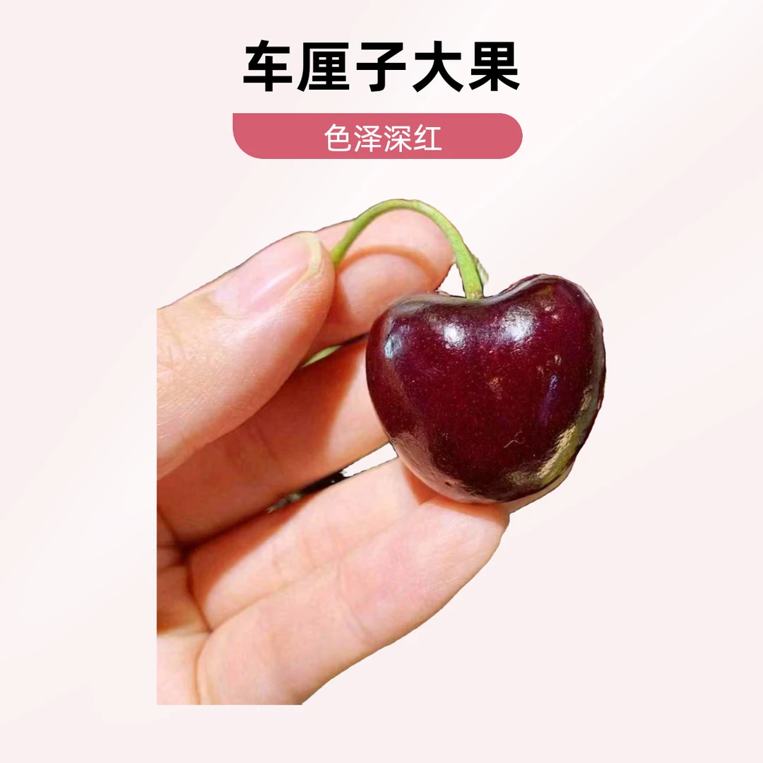 海运智利车厘子单J-3J  5斤装智利