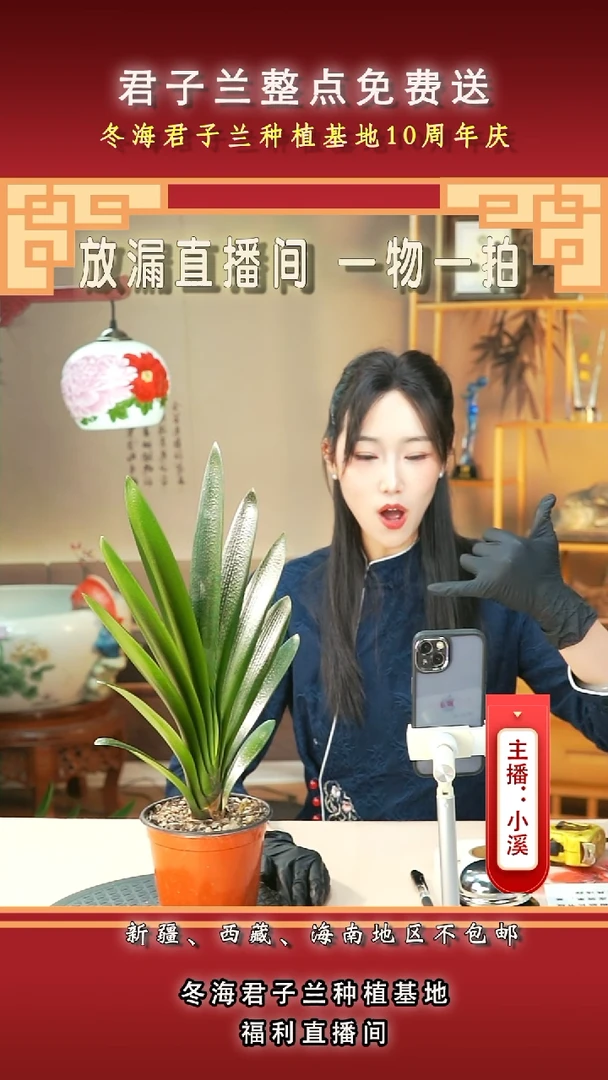 当前无花朵，栽培后可花朵平**路君子兰