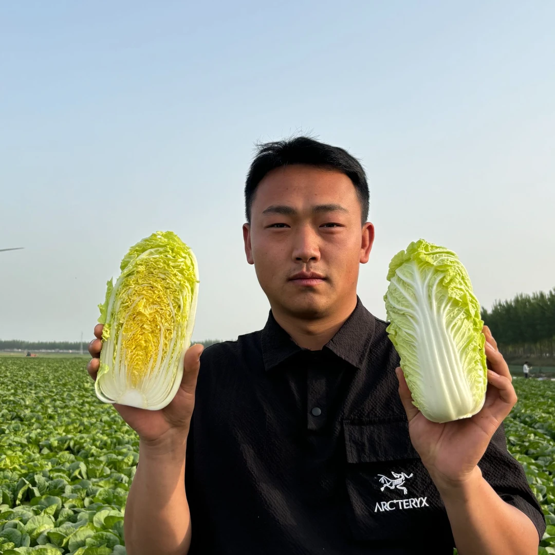 应季黄心娃娃菜，露天种植当天采摘，河南新鲜精品黄心娃娃菜
