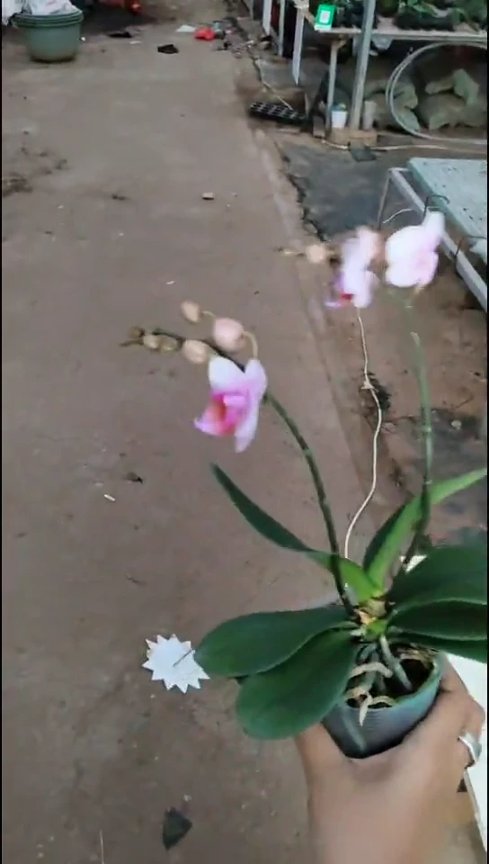 完全开放樱桃 开品 闪购