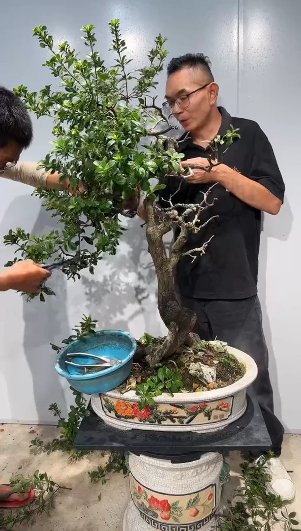 无花朵海岛翠米茶12345