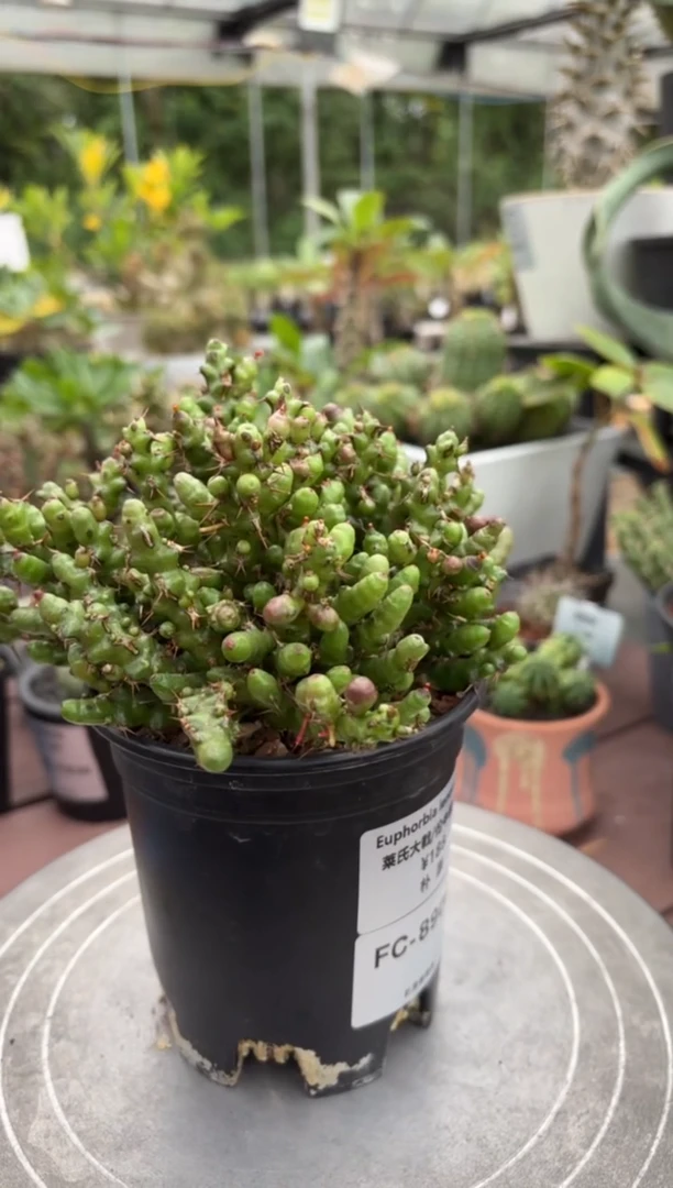 伦牛顿大戟FC-8908