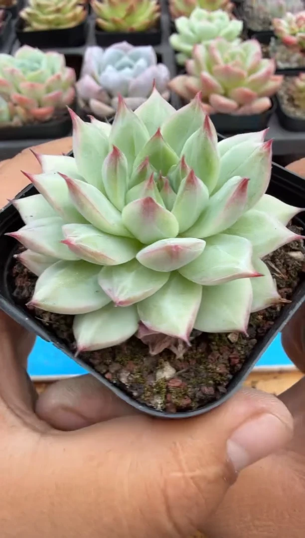 东云多肉园二店-128