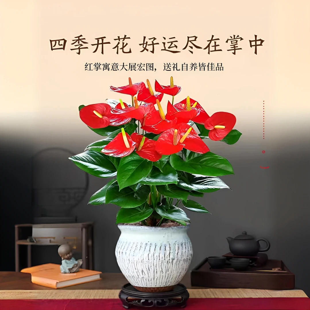 红掌盆景室内开花植物客厅办公室茶室喜庆花卉盆栽一物一拍