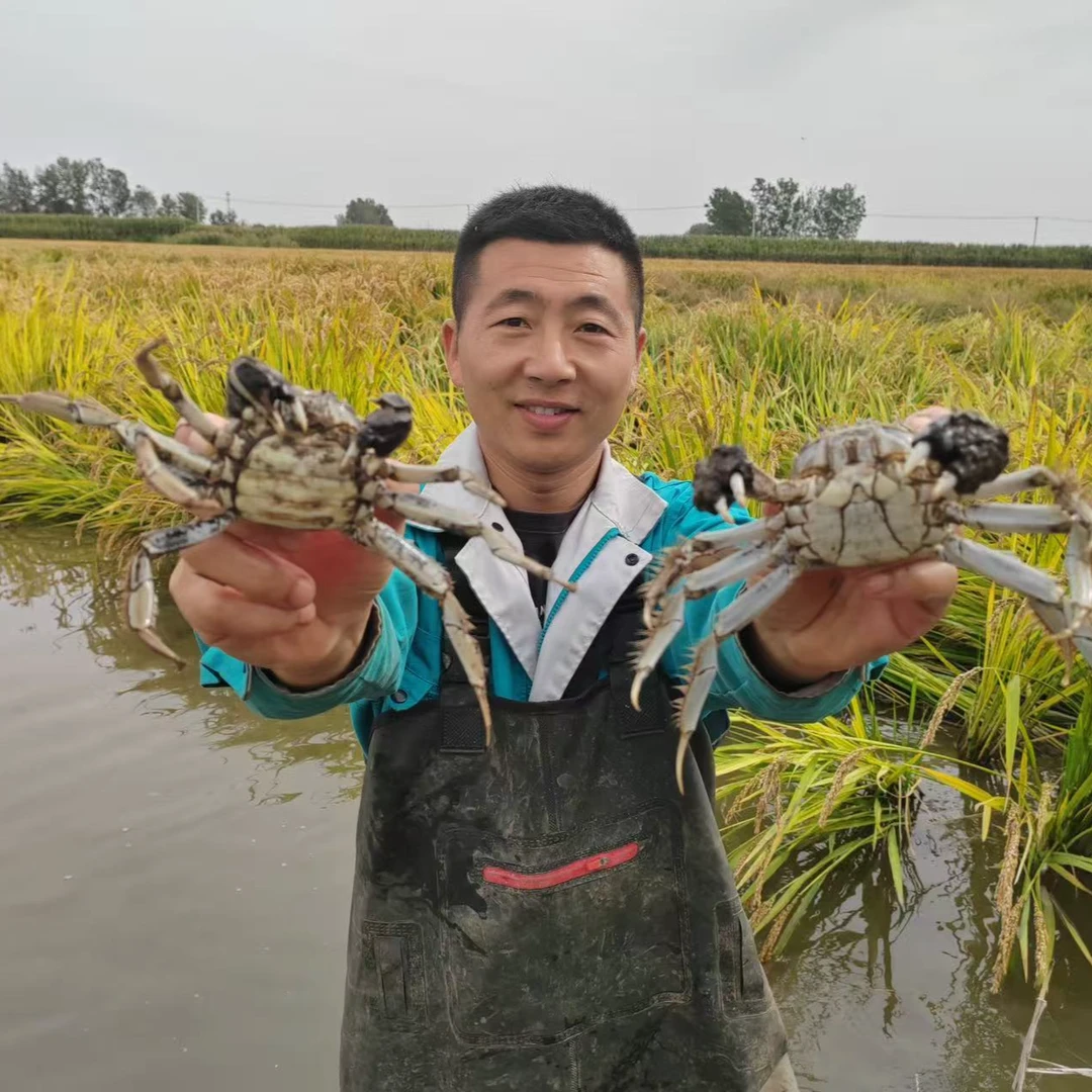 【大大号活蟹】锦泽正宗河蟹    母蟹 2斤（1.8-1.6两）10-14只  新鲜到家