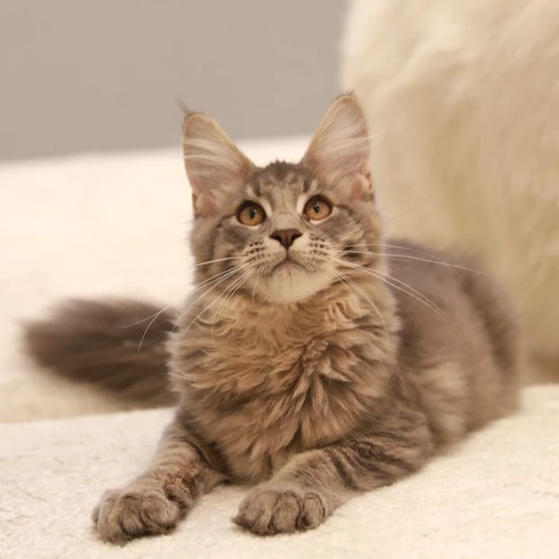 【云梦猫舍】缅因猫弟弟（点点）
