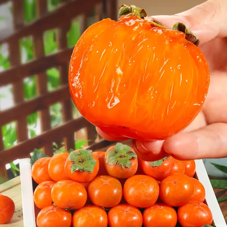 陕西火晶柿子（放软吃）软柿子七月黄应季新鲜水果流心柿子