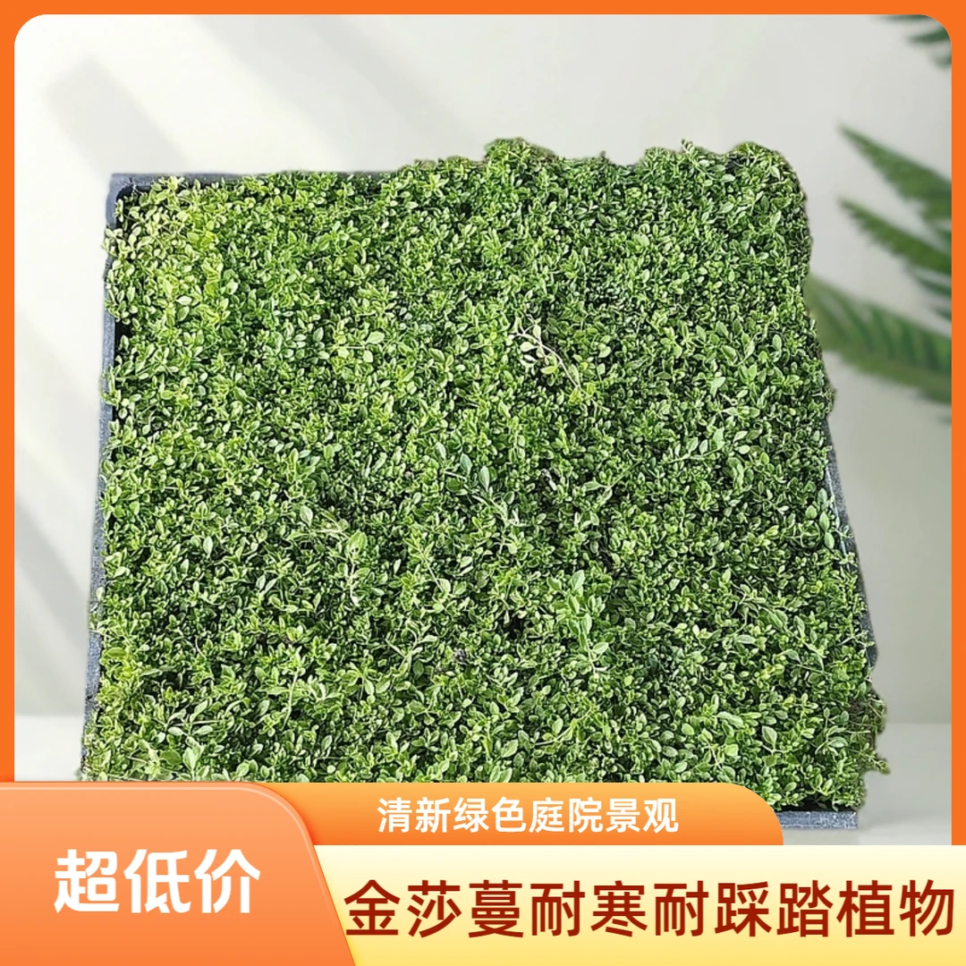 金莎蔓地被植物耐寒耐晒耐踩踏